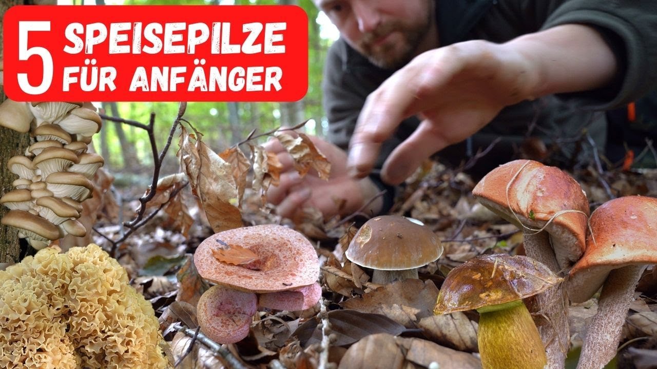 Die einfachsten 5 Pilze für Einsteiger ohne Risiko und giftige Doppelgänger