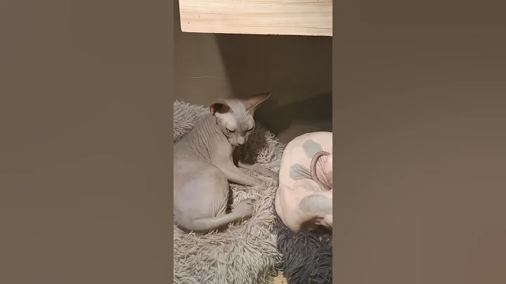 Video 6729611: sphynx cats catlovers, sphynx catlover cute