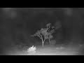 Djuma Private Game Reserve Live Stream