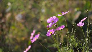 Flower Background Video Effects :  HD Flowers Cosmos Autumn Flora Botany | 4K Video
