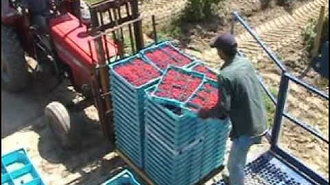 Washington Red Raspberry Harvest