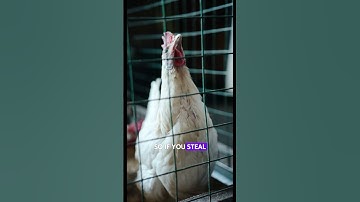 Chickens Are Smarter Than You Think, But Fact Three Is Next-Level!" #shorts #shortvideo