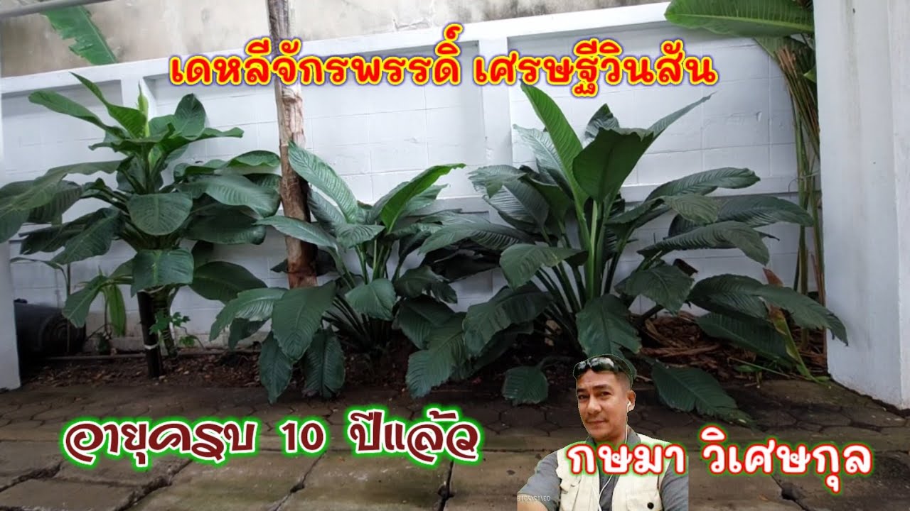 เดหลีจักรพรรดิ์ ครบ 10 ปี ไม้มงคล ไม้ประดับคนนิยมปลูก #บ้าน #ไม้มงคล #ไม้ประดับ โดย กษมา วิเศษกุล