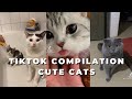 Tiktok Compilation | Cute Cats