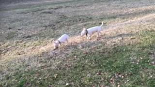 Mini Bull Terrier Lord Jon Snow 88 Speed Couple Bull