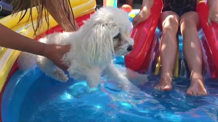 Peak Heat: Dog Days of Summer explained | Geek Lab - DayDayNews