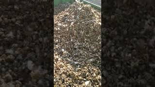 Poultry Waste Management | Poultry Waste For Fish Feed | Poultry waste disposal Method | Composting