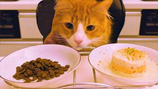 HOW and WHAT to FEED YOUR CAT by Maaz Ahmad 149 views 3 years ago 13 minutes, 27 seconds