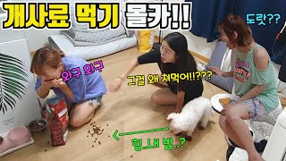 [몰카] 배고프다고 개사료를 미친듯이 쳐묵쳐묵 한다면!?ㅋㅋㅋ(ft.맹승지 인싸정현)