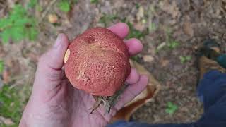 My Favorite Wild Edible Mushroom