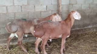 Арашан козу кочкорлор сатылат жеткиликтуу баада Кара-Балта 0777959547