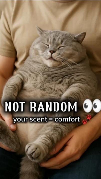 ⭐ If Your Cat Sleeps Here… They TRUST You 😭💙#shorts #funny #cat #pets