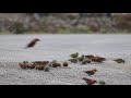 Red Crossbills on a gravel road, 2020-11.