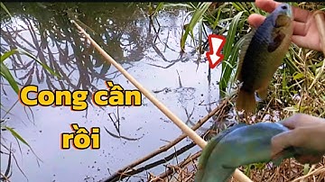 Tập 155 - Câu Cá Rô Đồng Giật  Rung Tay Rồi Muốn gãy Cần Thứ Dữ Rồi 
