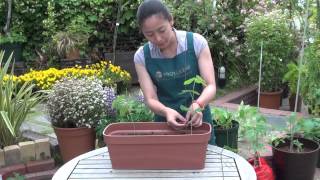 エダマメ 枝豆 タネ の育て方 日常管理 その3 支柱立て Youtube