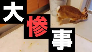 お風呂場の戸を開けっ放しにしていたら大変な事になりました #639