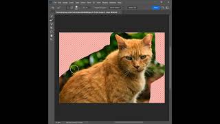 How to remove cat background without losing hair in Photoshop