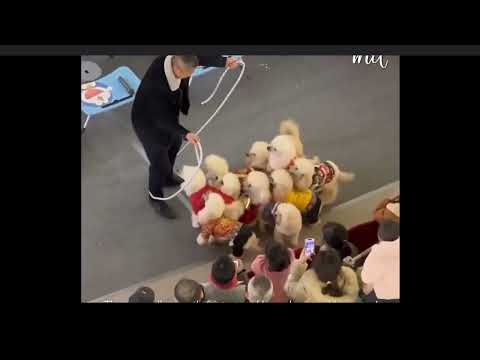 A man playing  jumping rope with cute dogs