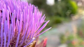 Bumblebee Enjoying The Artichokes Flower