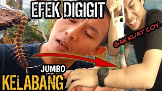 EFEK GIGITAN KELABANG BESAR MERAH! RASANYA SEPERTI TERBKAR!
