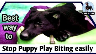 puppy ko bite karne se kaise roke / stop puppy play biting/ positive reinforcement dog training care