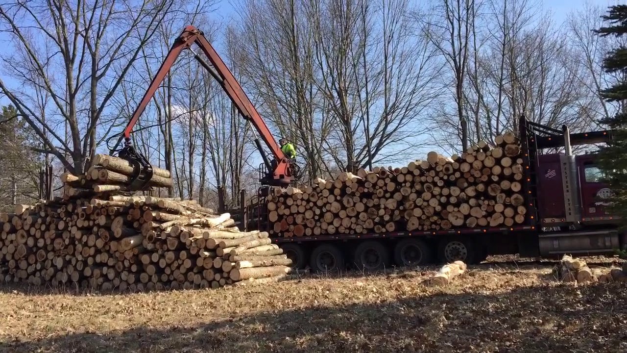 Logger loading aspen logs from my clear cut - YouTube