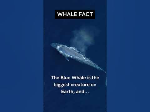 Wonders of the Ocean: The Blue Whale - YouTube