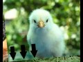 Need good building plans for a chicken coop ? Check out these easy building plans for a chicken coop Need good building plans for a chicken coop ? Check out these easy building plans for a chicken coop