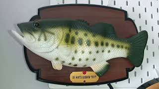 RARE BIG MOUTH RAINBOW TROUT