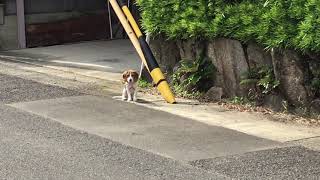 外を歩けば脱走犬に当たる⁉︎?