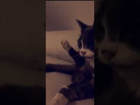 slav cat
