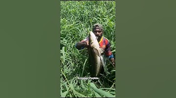 Archery of big snakehead fish=04