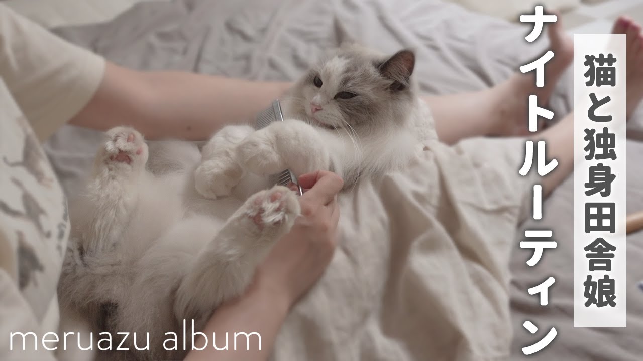 猫が鬼滅の刃の胡蝶しのぶと竈門禰豆子のコスプレをしたらかわいすぎて目が離せない ラグドールとの暮らし Youtube