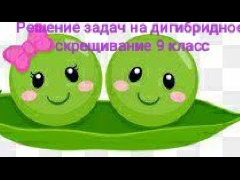 Решение задач на дигибридное скрещивание 9 класс