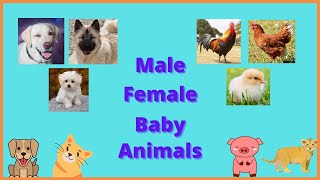LEARN GENDER OF ANIMALS AND THEIR BABY NAMES | MALE, FEMALE ANIMALS & THEIR BABY NAMES FOR KIDS|