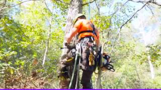 Best Tree Removal Woodstock Ga Acworth Tree Removal