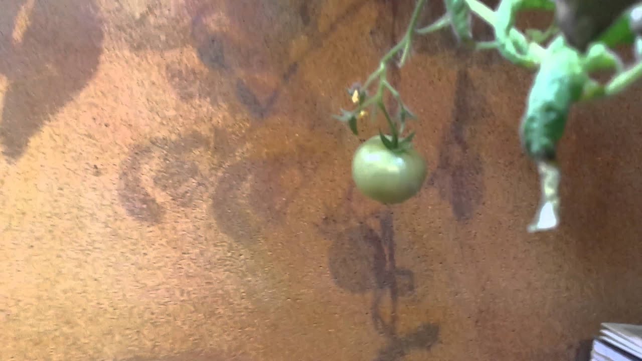 Aerogarden Cherry Tomatoes - Day 118 Update - YouTube