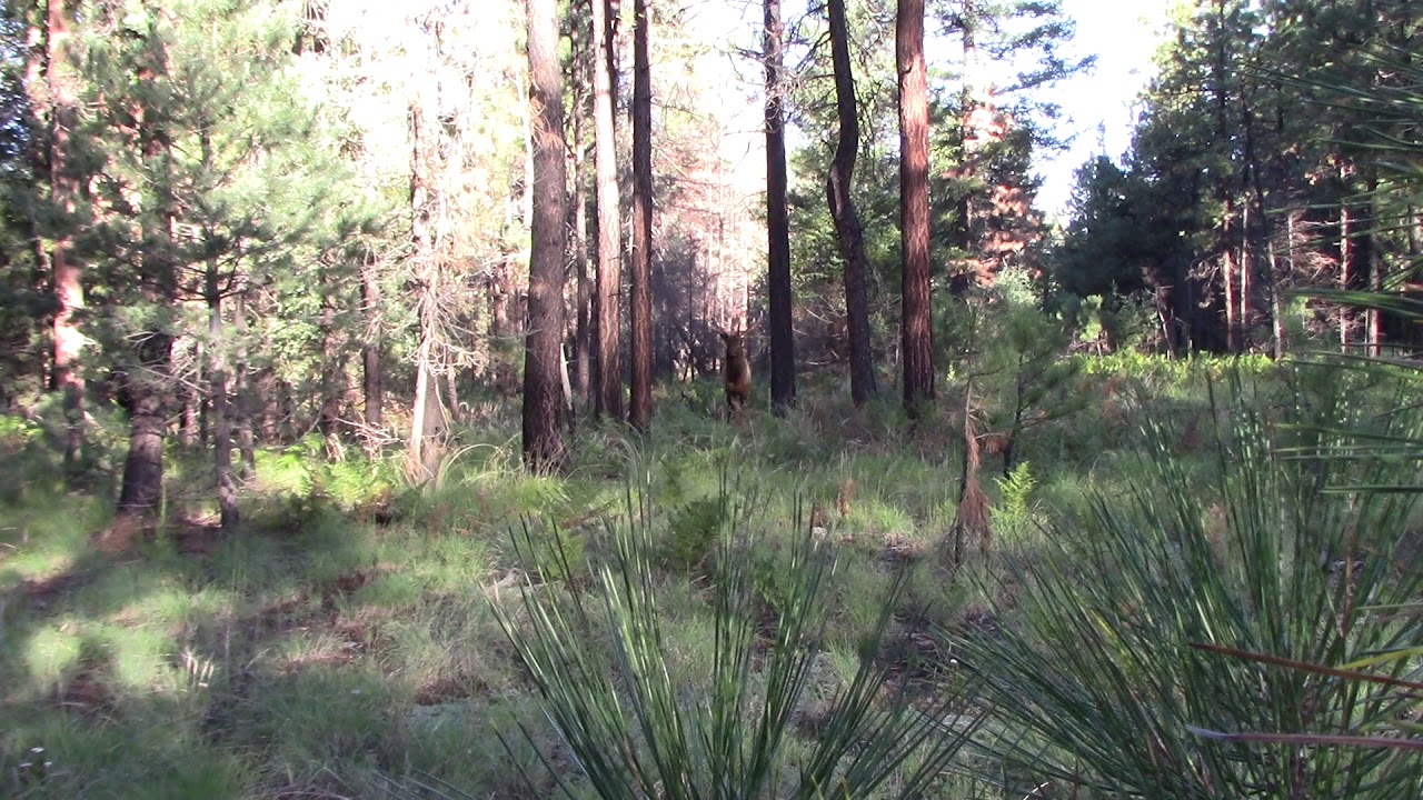 White Mountains Apache Trophy Bull Elk calling YouTube