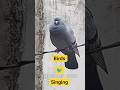 Singing Birds || गीत गाते पंछी ||@Shorts @hungrybirds4803 @AngryBirds @BirdSound247