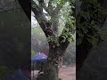 Rain Sounds for Peaceful Mind | Relaxing Rainfall to Calm Your Thoughts #shorts #rain