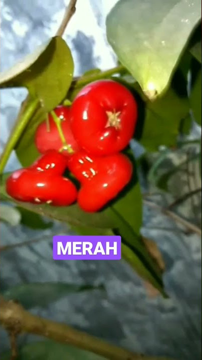 PENTIL PINK SUDAH ADA YG MERAH