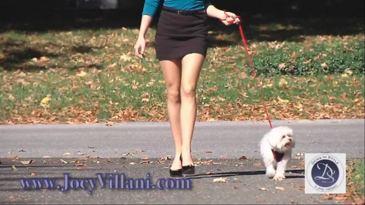 Dogs In Style By Joey Villani -