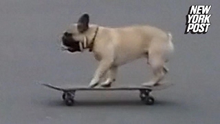 Skateboarding Dog Brings Back The Era Of Extreme New York Post