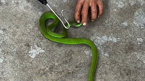 Bắt rắn lục đuôi đỏ cực độc nghề mạo hiểm it ai dám làm
