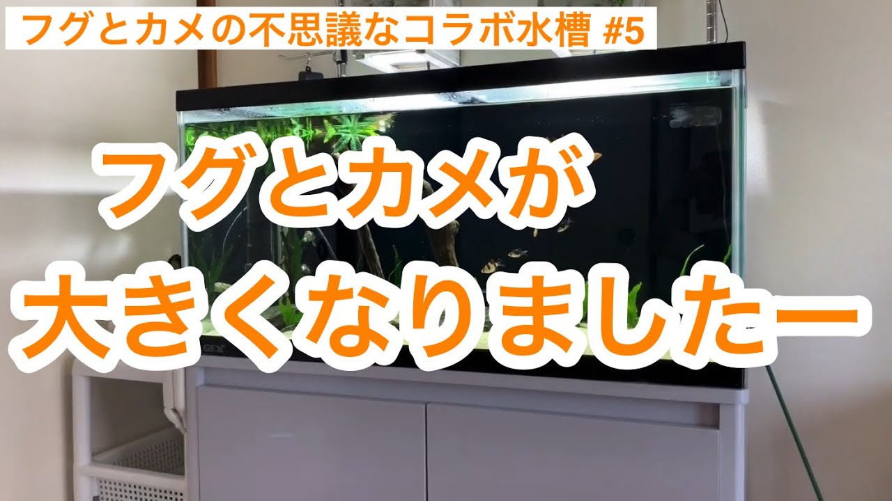 フグとカメが大きくなりましたー フグとカメの不思議なコラボ水槽 5 Youtube