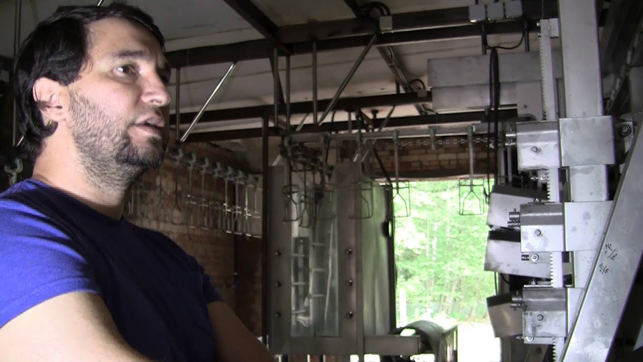 Демидовкие гуси. Цех по убою гусей