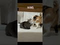 片思いの三毛猫　最終話　　#保護猫 #猫のいる幸せ #猫のいる暮らし #野良猫から家猫へ #三毛猫