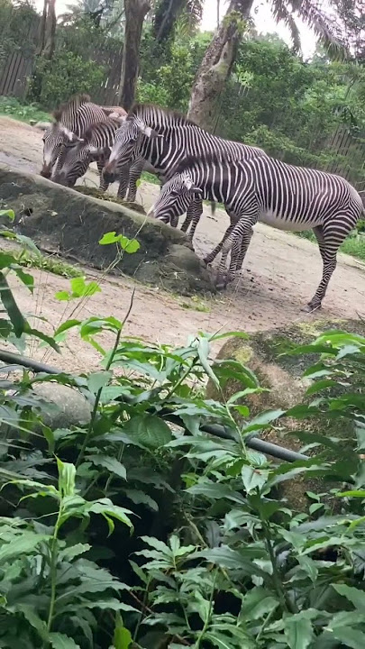 Zebra 🦓 in SG ZOO #shorts#Singapore#zoo#zebra