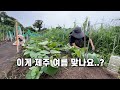SUB 단순로그313 In Jeju 습기 지옥일 줄 알았는데 제법 괜찮은데요 제주 여름 SUB 단순로그313 In Jeju 습기 지옥일 줄 알았는데 제법 괜찮은데요 제주 여름