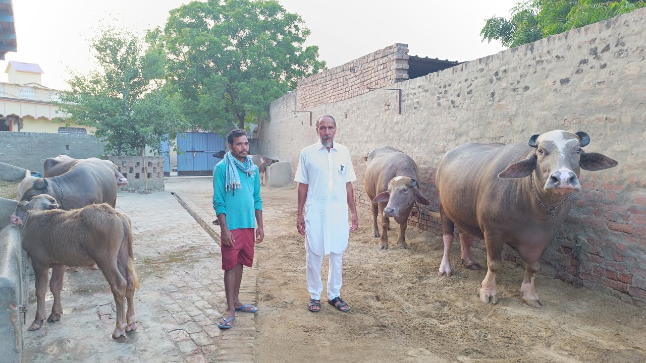 ਬੂਰੀਆਂ ਮੱਝਾਂ ਦੇ ਸ਼ੌਕੀਨ ਦੇਖੋ ਵੀਡੀਓ, Crazy Man for Brown Buffaloes